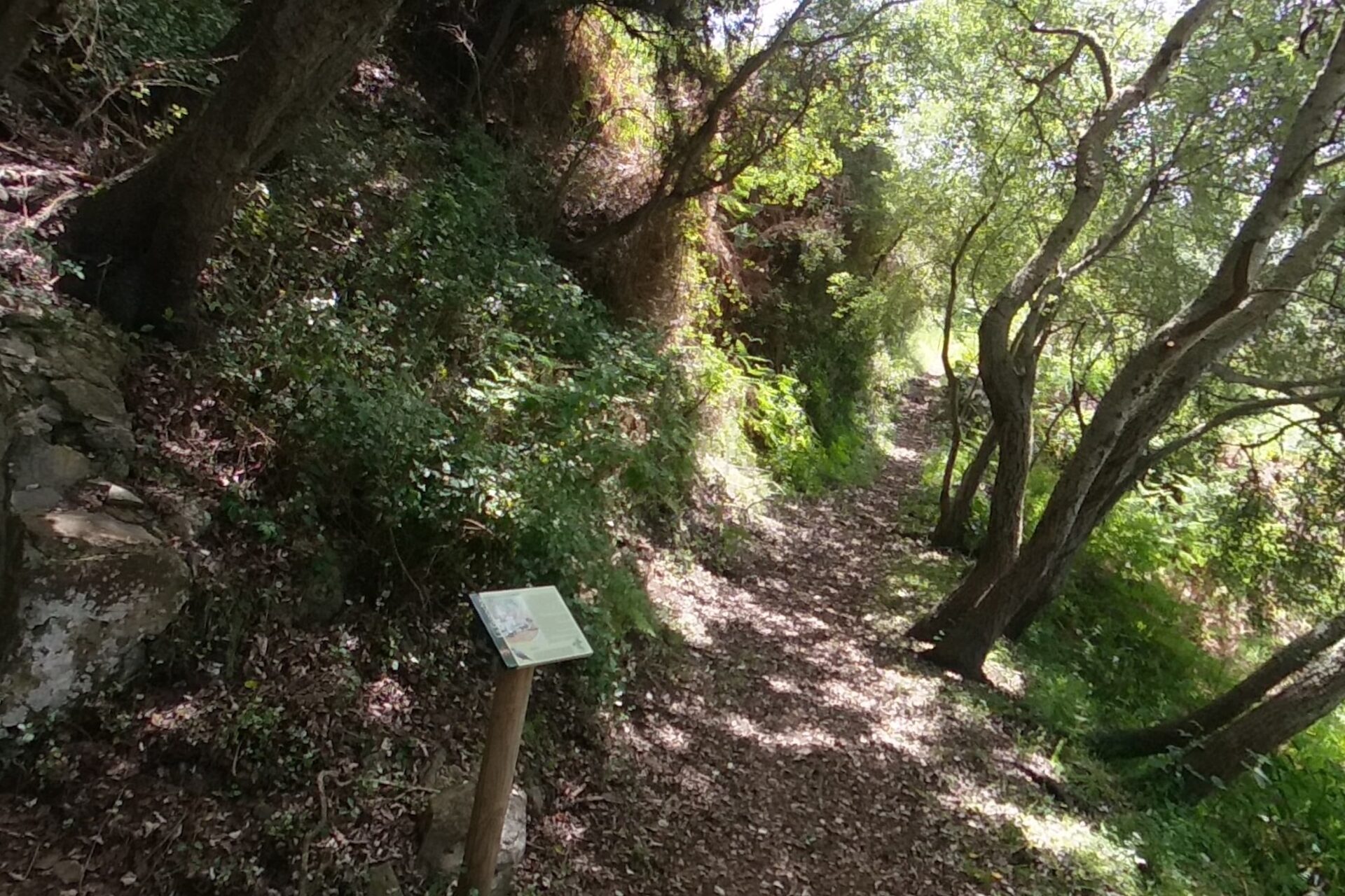 El Til de «El Chupadero»